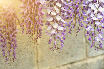 glycine with purple flowers panicles in full bloom before a blue sky. Natural home decoration with...