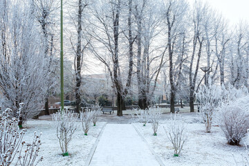 Trees and bushes covered with hoarfrost in the morning.