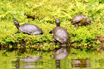 Turtles (Trachemys dorbigni) sunbathing in front of a lake in Brazil
