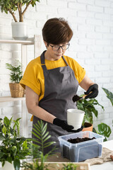 Spring houseplant care, repotting houseplants. Waking up indoor plants for spring. Middle aged woman is transplanting plant into new pot at home. Gardener transplant plant Spathiphyllum