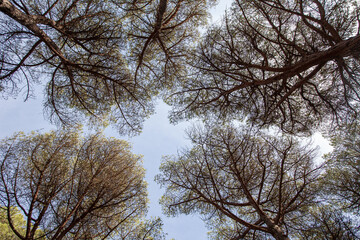 Patron de ramas en la cubierta forestal