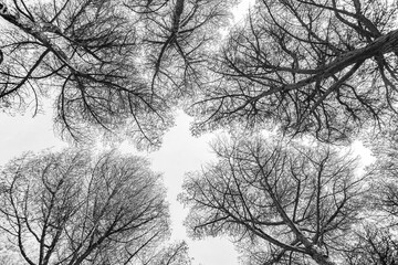 Patron de ramas en la cubierta forestal