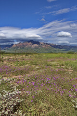 Fototapeta na wymiar Beautiful, natural wildflowers brighten roadside in Portal, Arizona, United States