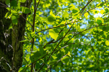 Young green birch leaves