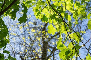 Young maple leaves on a branch in spring