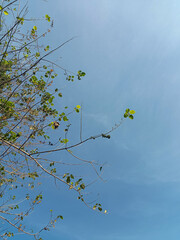 branches of a tree