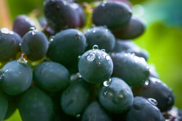 Cabernet black grape, red wine made from such grapes. Cabernet Sauvignon grapes. winegrowers grapes...