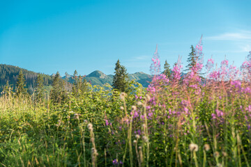 View of the mountains and mountain landscape. The concept of a beautiful mountain landscape, tourism.