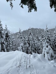 Aussicht von oberhalb des Sankenbachtals in Baiersbronn auf verschneite Nadelbäume des Schwarzwalds.