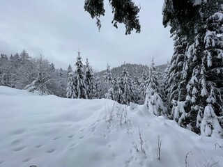 Aus dem oberen Bereich des Sankenbachtals gibt es eine schöne Aussicht über Nadelbäume auf die andere Seite des Tals.