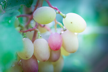 Bunch of grapes on vine insunshine. winegrowers grapes on vine. red wine. Harvest concept....