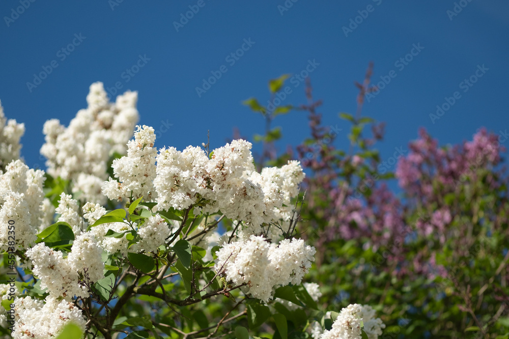 Canvas Prints Lilac blossoming branches , Selective focus, lilac on the sky background