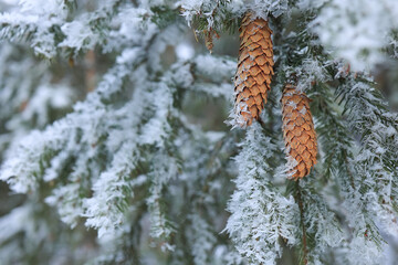 close-up of fir cones in winter on a coniferous tree with the first frost. Selective focus.