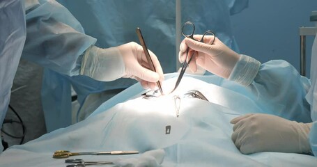 A veterinary surgeon performs an operation on a pet. The hands of the surgeon in gloves work with a surgical instrument. The doctor will sterilize the pet. - Powered by Adobe