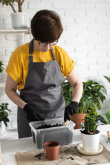 Spring houseplant care, repotting houseplants. Waking up indoor plants for spring. Middle aged woman is transplanting plant into new pot at home. Gardener transplant plant Spathiphyllum