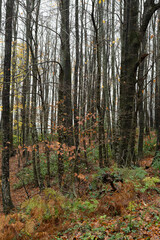autumn forest in the morning