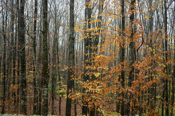 Obraz premium autumn forest background