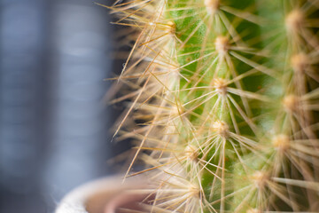 photo macro de cactus avec une vue de près de ses piquants