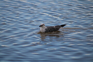 Sea bird in the water near Gulfport, Mississippi