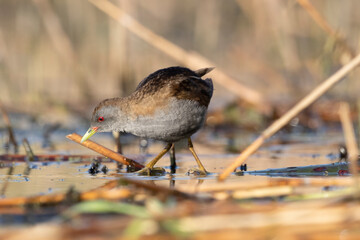 The little crake male (Zapornia parva).