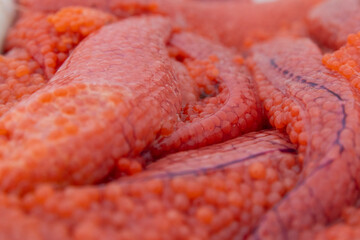 A pile of colorful red coho salmon fish eggs to be used as bait by a fisherman