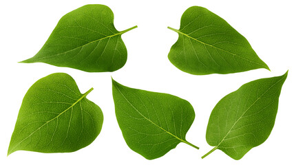 Lilac leaf isolated on white background, full depth of field, clipping path