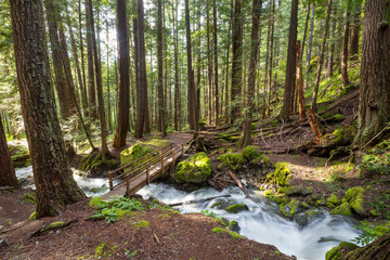 Creek in the forest