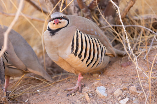 Chukar Partridge" Images – Browse 1,259 Stock Photos, Vectors, and Video |  Adobe Stock
