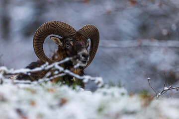 male European mouflon (Ovis aries musimon) only the head with the huge horns is visible