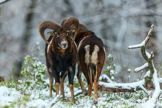 male European mouflon (Ovis aries musimon) came out of the snowy forest