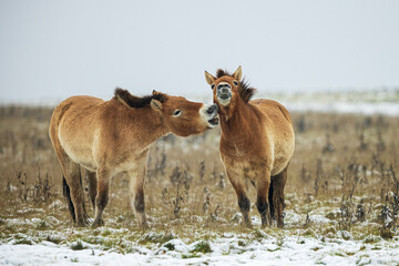 Naklejka na ściany i meble (Equus ferus przewalskii ), also called the takhi, Mongolian wild horse or Dzungarian horse, nibbling on each other's necks
