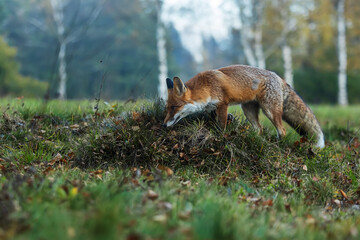 male red fox (Vulpes vulpes) snout in the meadow