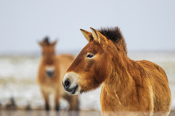 (Equus ferus przewalskii ), also called the takhi, Mongolian wild horse or Dzungarian horse, close up portrait