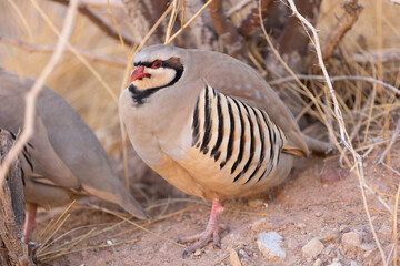 Wild Chukar partridge in the California desert