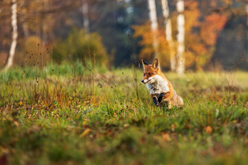male red fox (Vulpes vulpes) running through the meadow