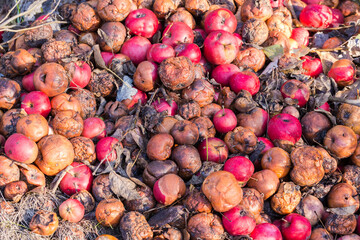 Rotten red apples lie on ground on the dump