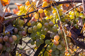 Grapevine with clusters of white grapes covered with the dew