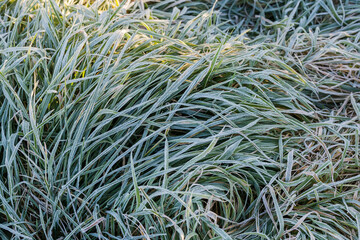 Leaves of grass covered with hoarfrost in autumn morning