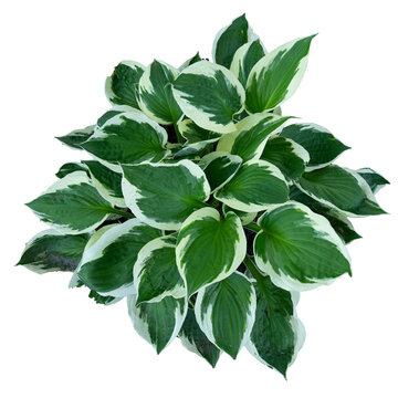 white edged hosta plant isolated. Hostas, sometimes called Funkia or Plantain Lilies, are shade tolerant foliage plants that grow from rhizomes
