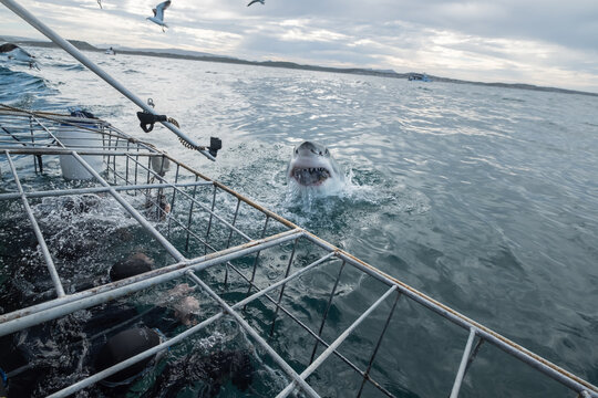 Great White Shark