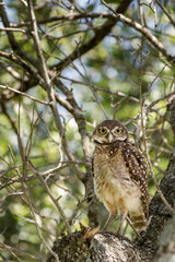 Burrowing Owl