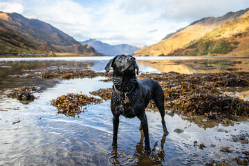Black labrador looking at owner in Scottish Highlands