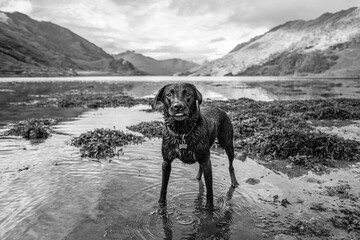 Black labrador in Scotland, standing in loch