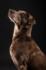 Obraz premium Louisiana catahoula leopard dog