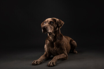 Louisiana catahoula leopard dog