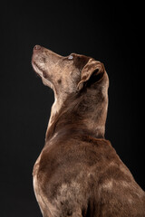 Obraz premium Louisiana catahoula leopard dog