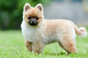 Closeup shot of an adorable fluffy brown pomeranian dog on a grassy field