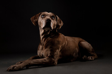 Louisiana catahoula leopard dog