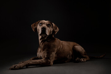 Louisiana catahoula leopard dog