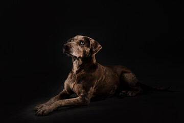 Louisiana catahoula leopard dog